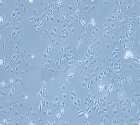 MDA-MB-157 人乳腺癌细胞传代/复苏操作 