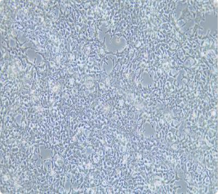 AAV-293 人胚肾细胞.png