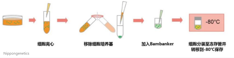 Bambanker无血清细胞冻存液–一款适用于细胞库的全能型细胞冻存液 