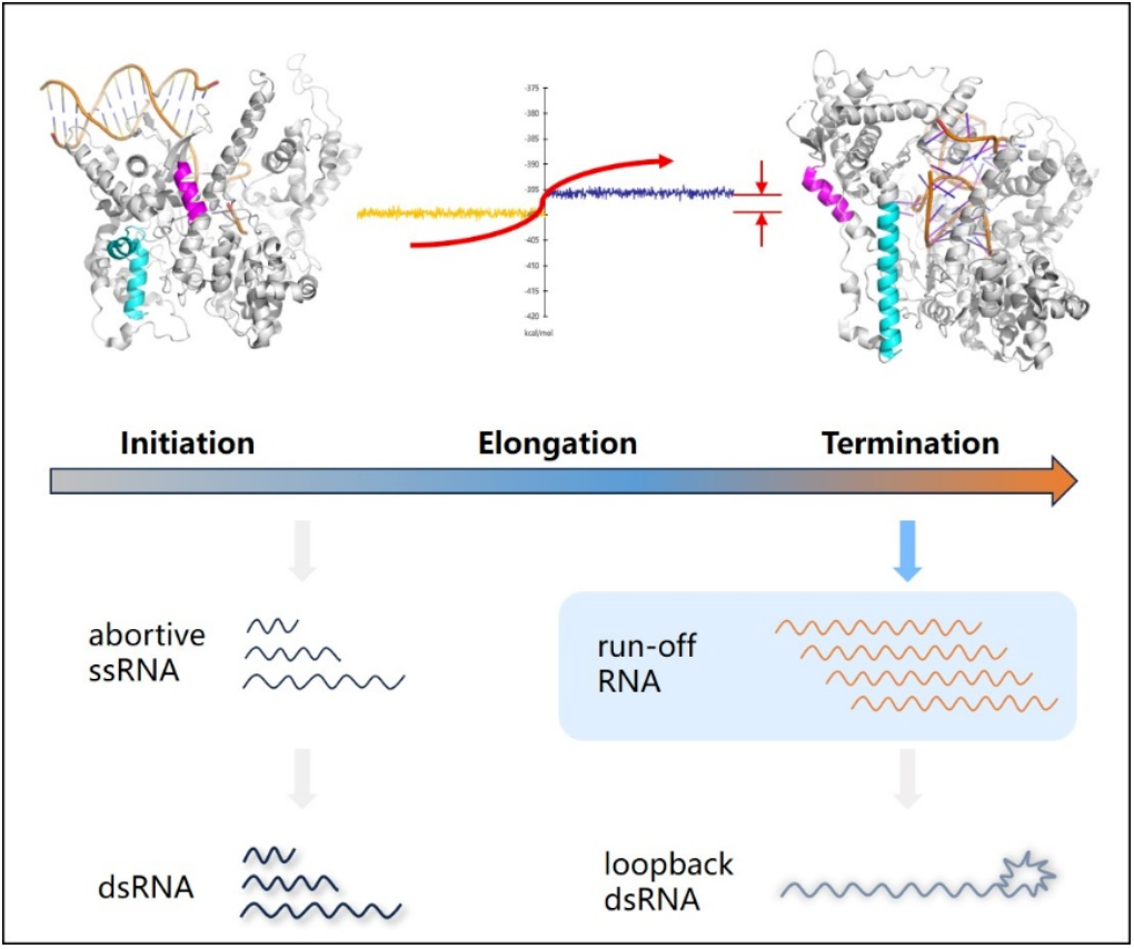 翌圣镁孚泰突破性成果：低dsRNA T7 RNA聚合酶突变体，助力mRNA疗法研究！ 