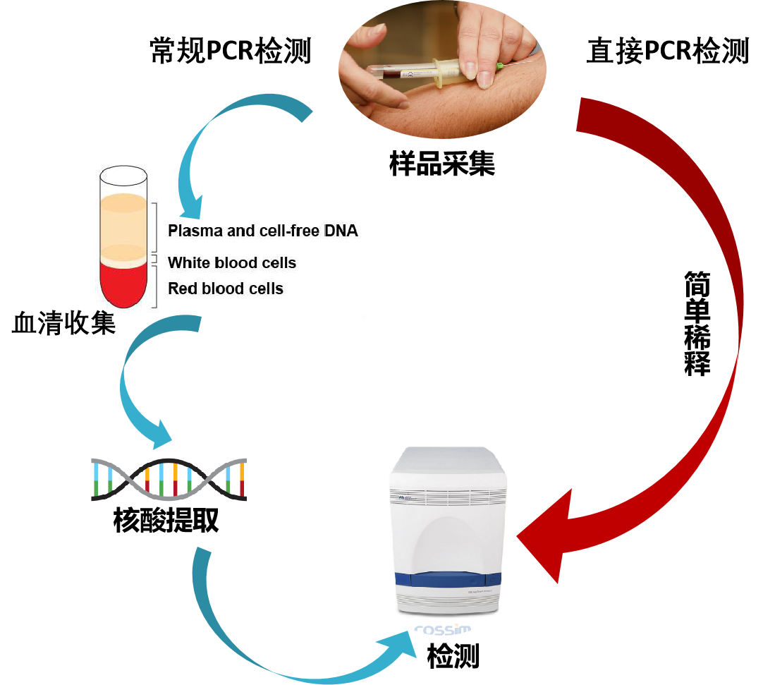 核酸提取瓶颈不再：直扩PCR技术，高效锁定目标基因 