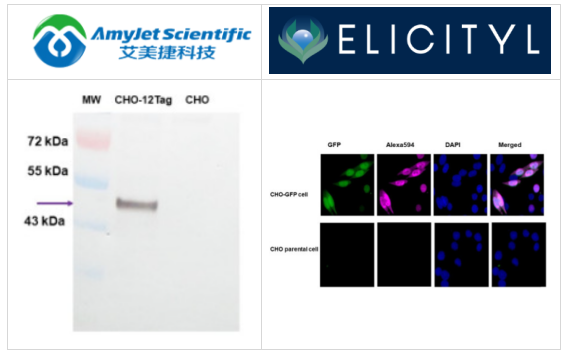 Immunology Consultants Laboratory（ICL）人和兽医学研究相关 