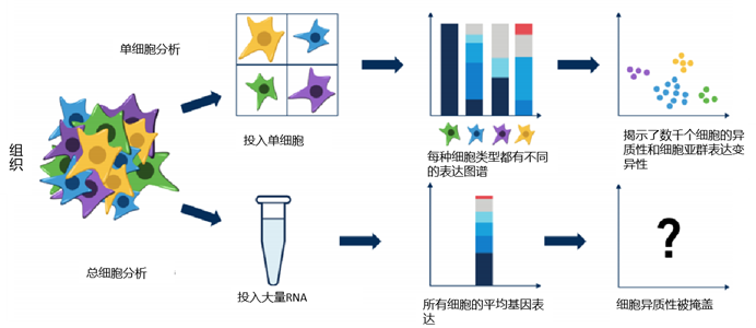 耶拿高速PCR仪在单细胞转录组测序技术中的应用 