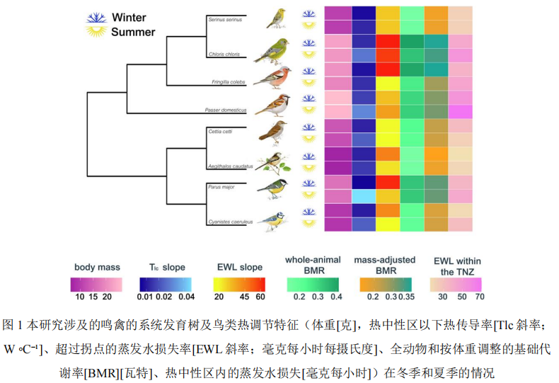 能量代谢测量技术揭示气候变化下地中海鸣禽的适应策略 