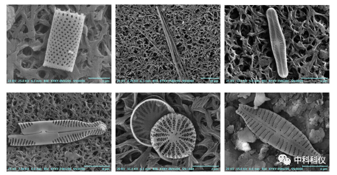 中科科仪扫描电镜在硅藻检测中的应用 