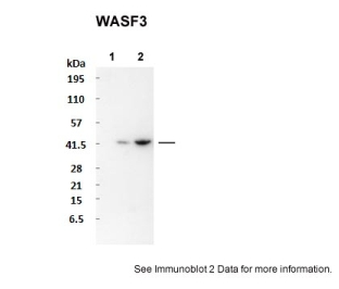 Aviva Systems Biology/WASF3抗体- N 末端区域 (ARP52219_P050) 