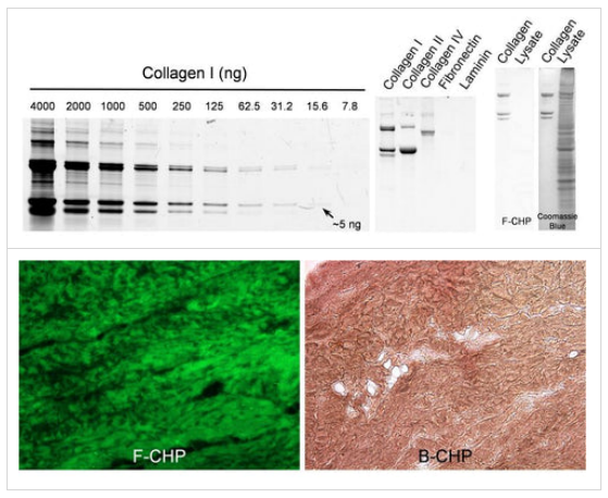 荧光F-CHP–简便、敏感和特异性检测 