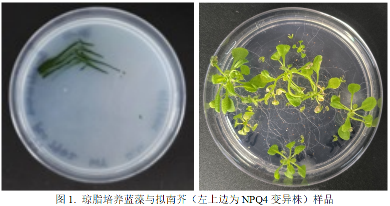 FluorTron®多功能高光谱成像分析技术应用于琼脂培养拟南芥与藻类研究 