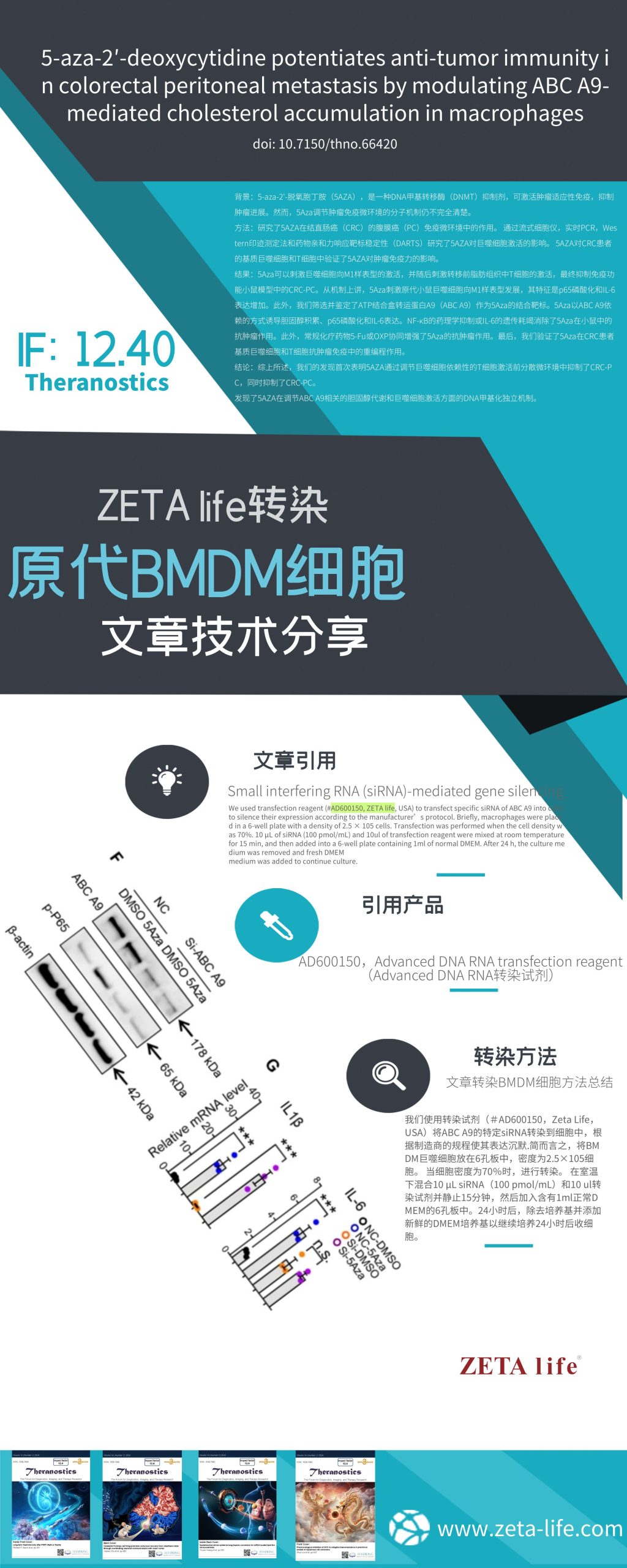 Zeta life转染原代BMDM细胞技术分享 