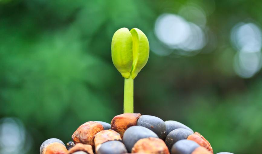 基于近红外光谱的油菜种子活力速测技术研究 