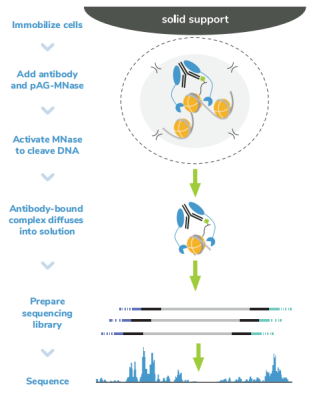 CUTANA™ CUT&RUN Assays ：实现超敏基因组定位 