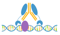 CUTANA™ CUT&RUN Assays  ——实现超敏基因组定位