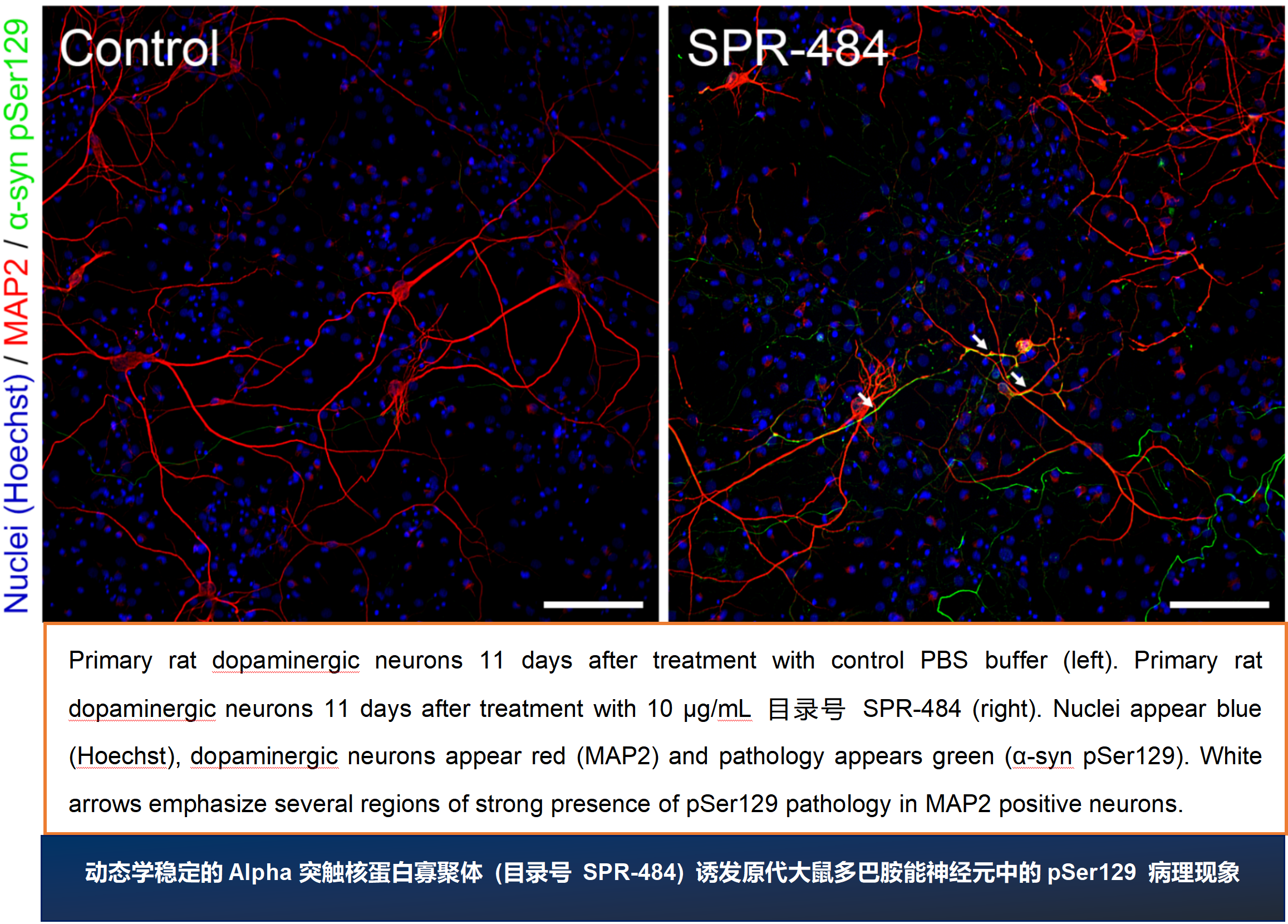 StressMarq的Alpha 突触核蛋白A53T 突变型PFF