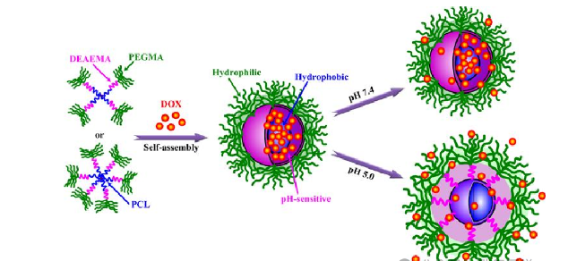 【Tanshtech】pH响应型聚合物胶束定制和介绍 