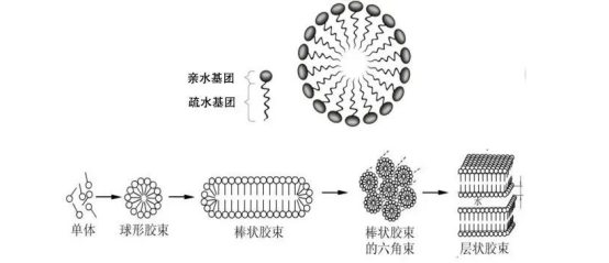 【Tanshtech】聚合物胶束递送药物介绍和定制 